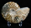 Beautiful Inch Polished Ammonite #2248-1